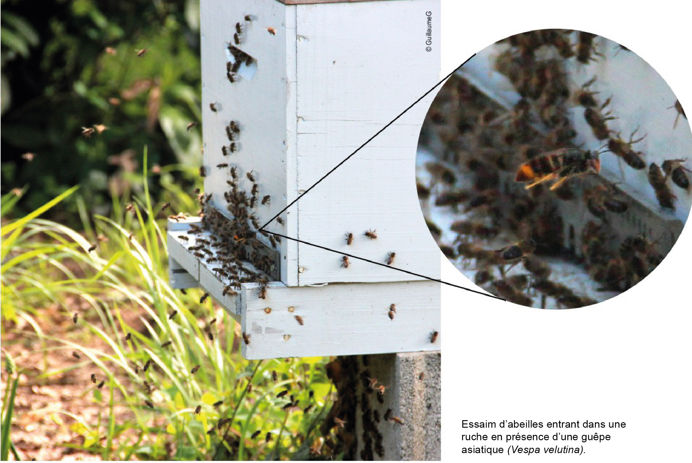 Abejas en colmena